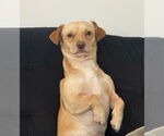 Small #1 Dachshund Mix