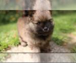 Small Photo #3 Pomeranian Puppy For Sale in EVERETT, WA, USA