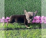 Small #27 Chihuahua