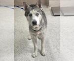 Small Siberian Husky Mix