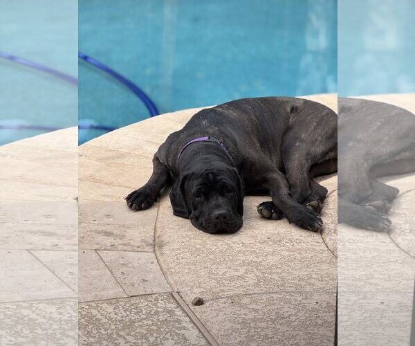 Medium Photo #4 Mutt Puppy For Sale in Goodyear, AZ, USA