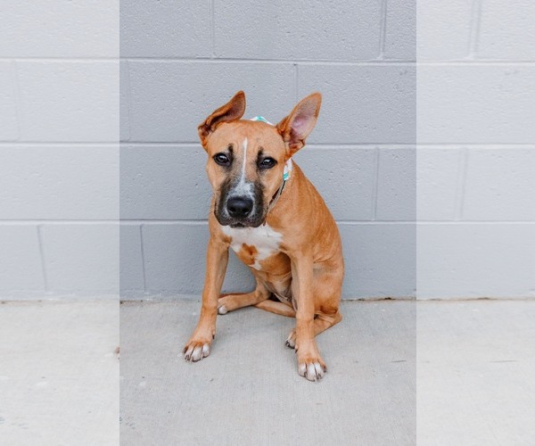 Medium Photo #1 Boxer-Unknown Mix Puppy For Sale in Woodbury, NY, USA