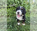 Puppy Bella Bernedoodle