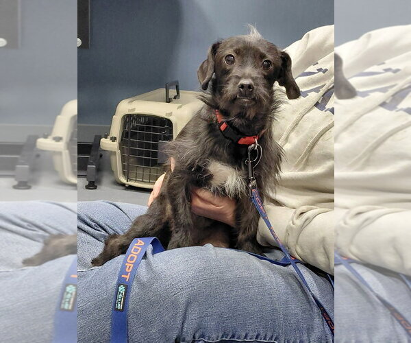 Medium Photo #6 Mutt Puppy For Sale in South Bend, IN, USA