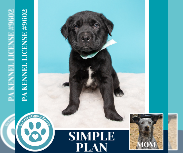 Medium Photo #5 Mutt Puppy For Sale in Kimberton, PA, USA