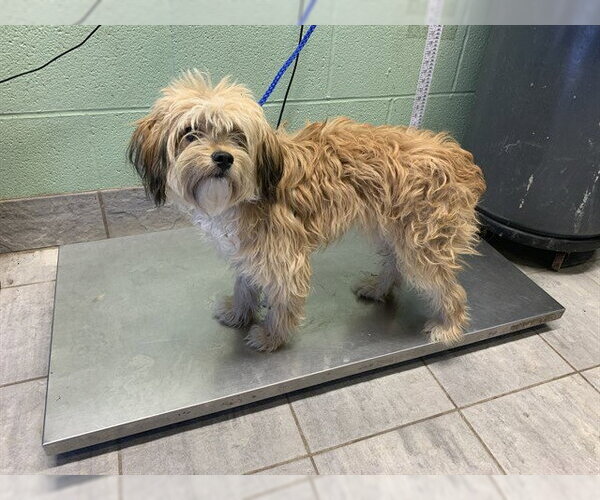 Medium Photo #1 Lhasa Apso-Unknown Mix Puppy For Sale in Grand Prairie, TX, USA
