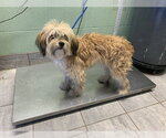 Small Lhasa Apso Mix