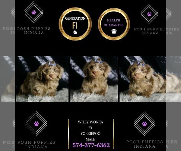 Medium Photo #6 Yorkipoo Puppy For Sale in WARSAW, IN, USA