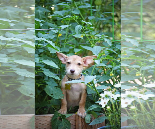 Medium Photo #3 Mutt Puppy For Sale in Sandy, UT, USA