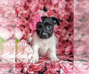 Fox Terrier (Smooth)-Poodle (Toy) Mix Puppy for sale in LEOLA, PA, USA