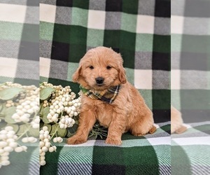 Goldendoodle (Miniature) Puppy for sale in QUARRYVILLE, PA, USA