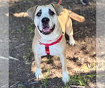 Small #5 Labrador Retriever Mix