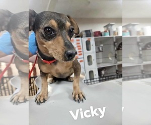 Chiweenie Dogs for adoption in El Centro, CA, USA