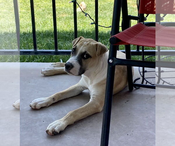Medium Photo #12 American Pit Bull Terrier-Golden Retriever Mix Puppy For Sale in Peoria, AZ, USA