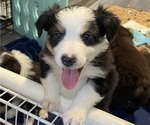 Small Photo #9 Australian Shepherd Puppy For Sale in OLD LYME, CT, USA