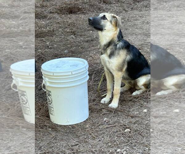 Medium Photo #3  Puppy For Sale in , 