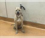 Small American Pit Bull Terrier Mix