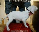 Small Photo #126 Dogo Argentino Puppy For Sale in JANE, MO, USA