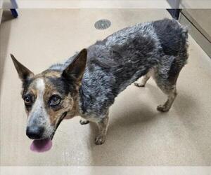 Mutt Dogs for adoption in Norco, CA, USA
