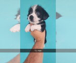 Small #2 Havanese Mix