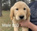 Small Photo #1 Golden Retriever Puppy For Sale in FORT VALLEY, GA, USA