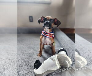 Boxer-Unknown Mix Dogs for adoption in New London, WI, USA