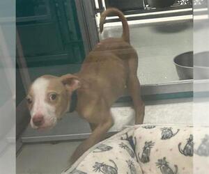 Mutt Dogs for adoption in Oklahoma City, OK, USA