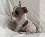 Puppy 3 French Bulldog