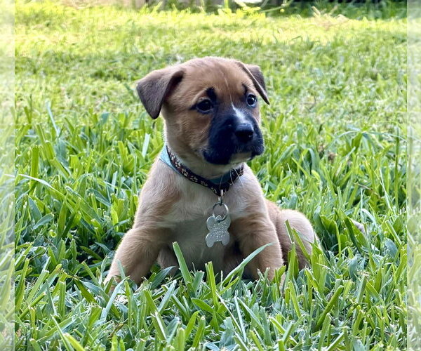 Medium Photo #3 American Pit Bull Terrier-Black Mouth Cur Mix Puppy For Sale in Holly Springs, NC, USA