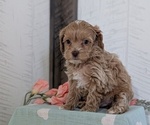 Small #5 Cockapoo (Toy)