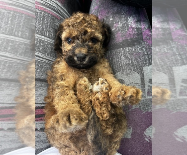 Medium Photo #4 Maltipoo Puppy For Sale in KATY, TX, USA
