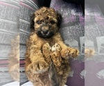 Small #3 Maltipoo