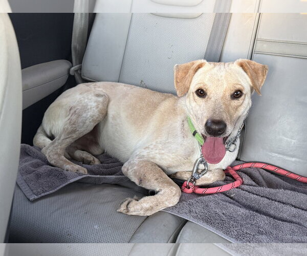 Medium Photo #6 Labrador Retriever-Unknown Mix Puppy For Sale in The Woodlands, TX, USA