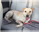 Small #5 Labrador Retriever Mix