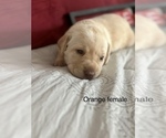 Small Photo #3 Labrador Retriever Puppy For Sale in INVERNESS, FL, USA