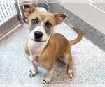 Small #1 American Pit Bull Terrier Mix