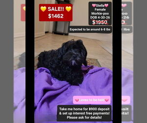 Morkie Poo (Toy) Puppy for sale in TUCSON, AZ, USA