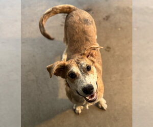 Catahoula Leopard Dog-Unknown Mix Dogs for adoption in Phoenix, AZ, USA