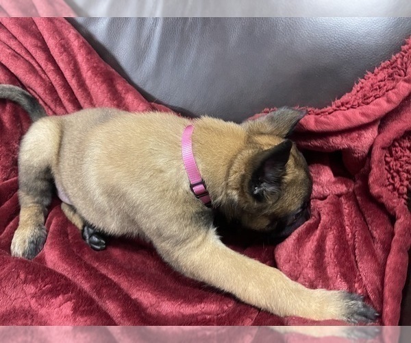 Medium Photo #46 Belgian Malinois Puppy For Sale in REESEVILLE, WI, USA
