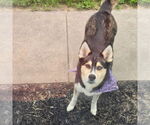 Small #1 Huskies  Mix