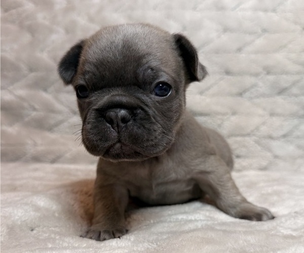 Medium Photo #3 French Bulldog Puppy For Sale in BOURBON, MO, USA