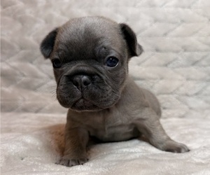 Medium French Bulldog