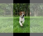 Small #7 Mutt