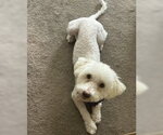 Small Photo #6 Poodle (Miniature)-Unknown Mix Puppy For Sale in Corona, CA, USA