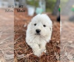 Puppy 13 Great Pyrenees