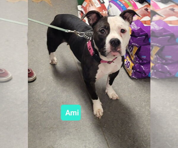 Medium Photo #1 American Pit Bull Terrier Puppy For Sale in Richmond, IN, USA