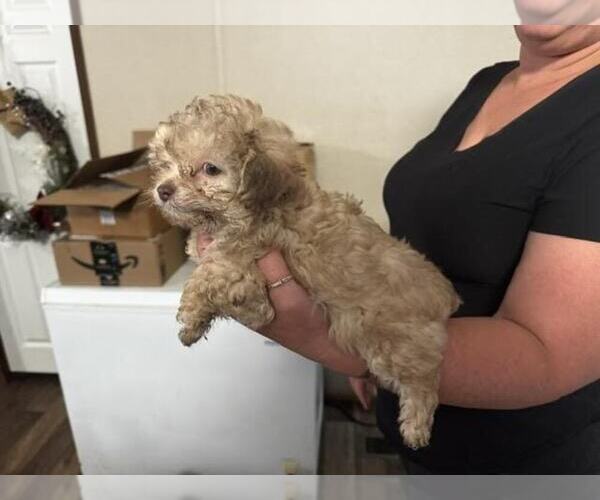 Medium Photo #4 Poodle (Toy) Puppy For Sale in MARTIN, GA, USA