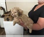 Small #3 Poodle (Toy)