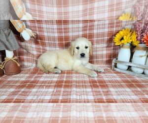 Medium Golden Retriever
