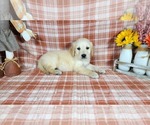 Puppy Rusty Golden Retriever
